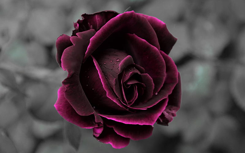 Burgundy Rose – Divine Purpose ...