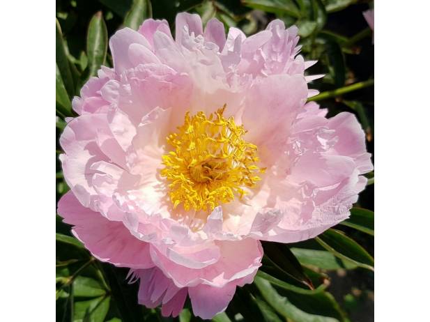 Paeonia Quitzin Пион Квитцин