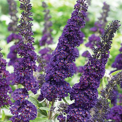 Buddleja davidii 'White Profusion ...