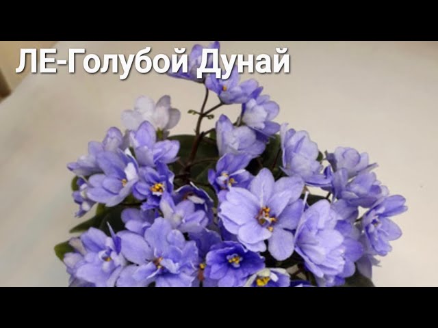 Фиалка сорт DS - Сады любви - YouTube