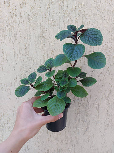 Плектрантус Томентоза (Plectranthus tomentosa), в наличии ...