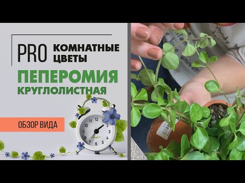 Пеперомия круглолистная (Ротундифолия) подвесная H50 D28 см ...