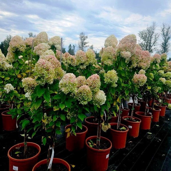 Гортензия метельчатая Мэджикал Килиманджаро (Hydrangea ...