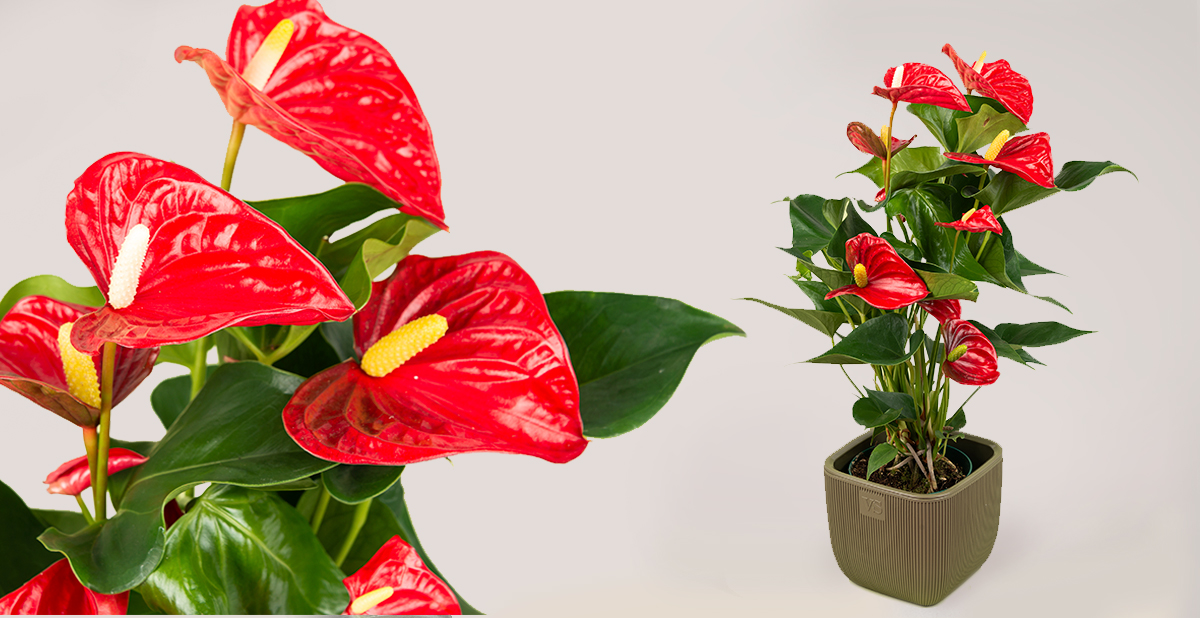 Anthurium Men's happiness