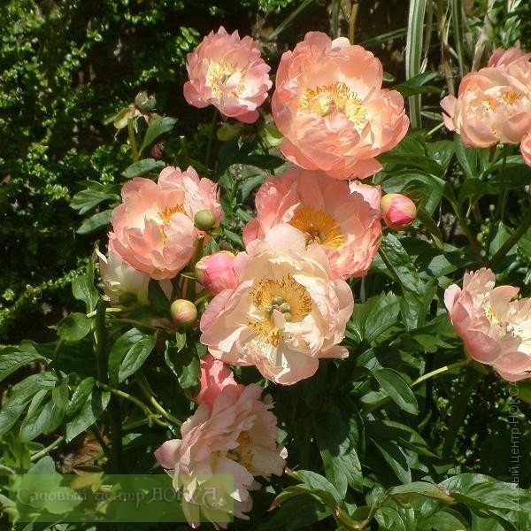 Paeonia 'Coral Sunset' - Садовые ноты