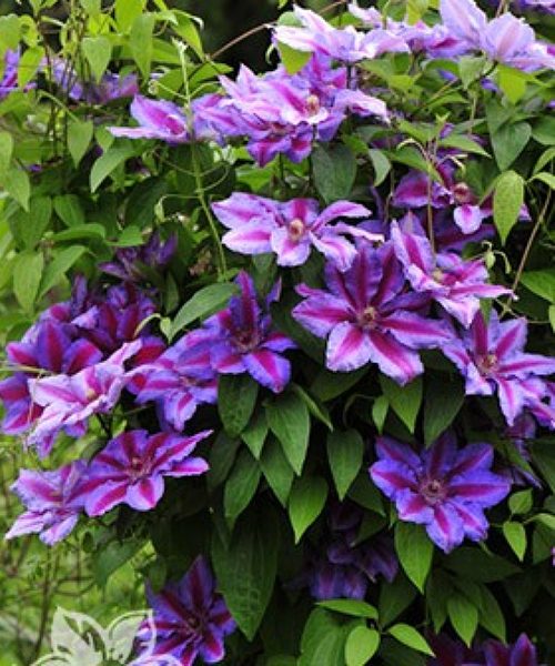 Clematis variety ...