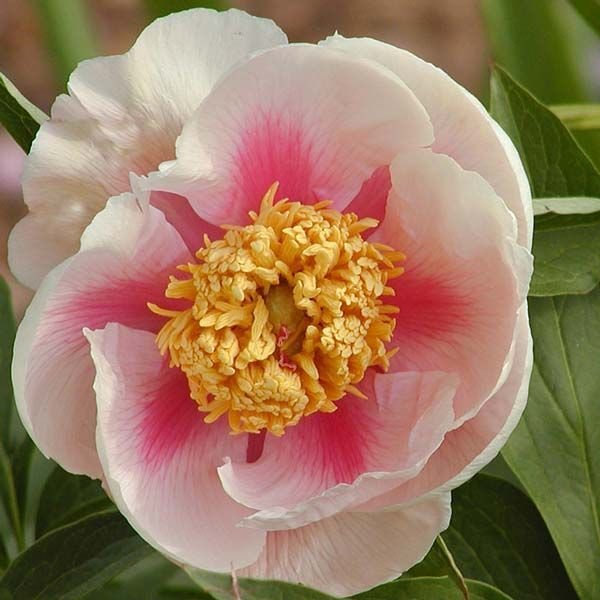 Paeonia ‚Athena' – Esveld Webshop