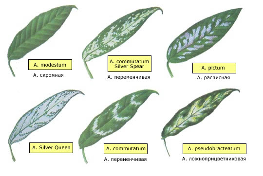 Fittonia verschaffeltii - Мозаичное ...