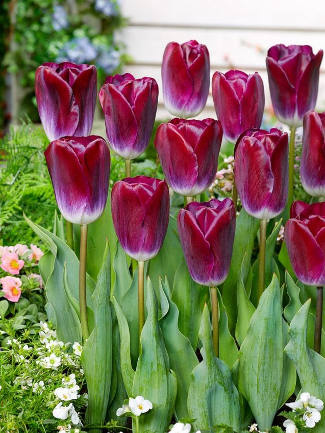 Triumph Tulip 'Kansas Proud' - Bulb with wine-purple flowers ...