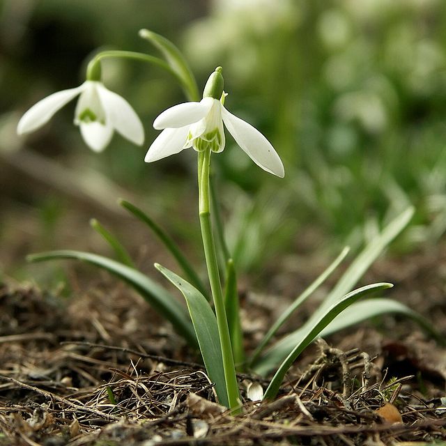 Подснежник (галантус) Flore Pleno ...