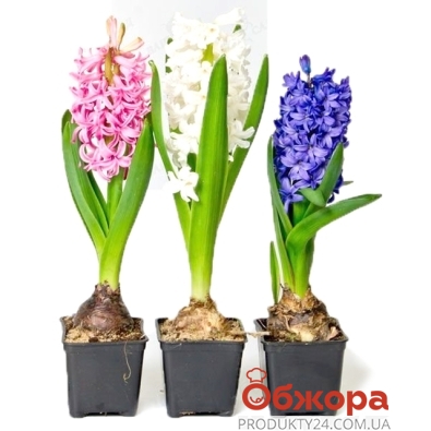 Гиацинт Аква (Hyacinthus Aqua) - Луковицы гиацинтов - купить ...