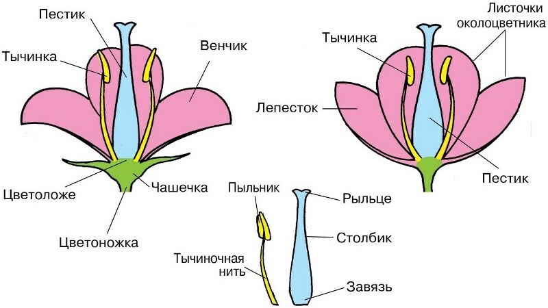 Симметрия цветка — Википедия