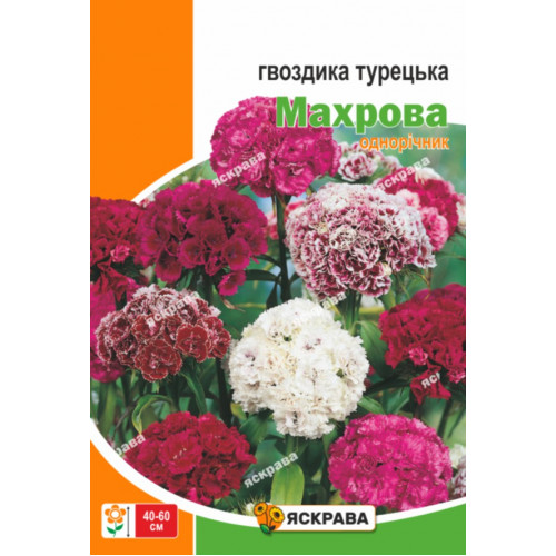 Гвоздика голландская (Dianthus caryophyllus semperflorens ...