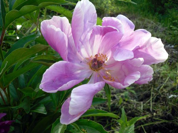 Lilac Perfection ...