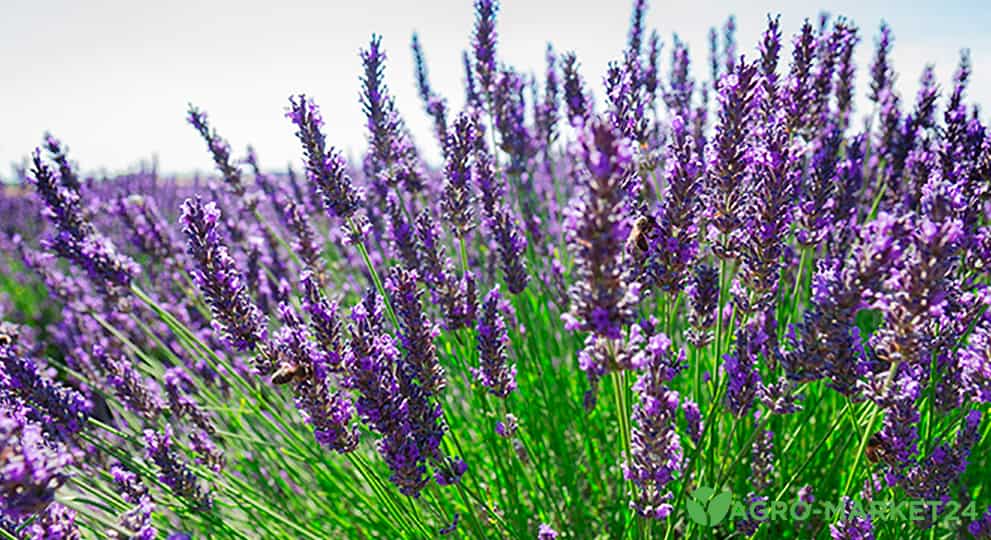 Лаванда узколистная Хидкот / Lavandula angustifolia Hidcote