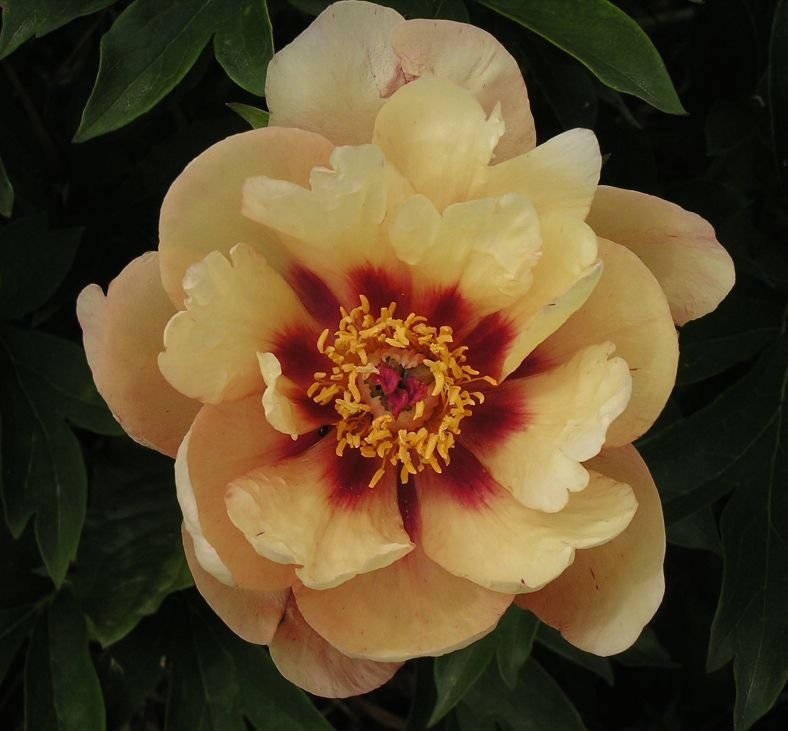 Paeonia Nosegay Пион Ноузгэй