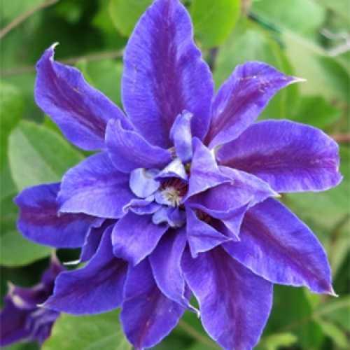 Clematis COPERNICUS PBR Powojnik ...