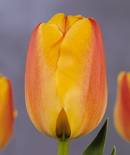 Tulip Ad Rem авторское фото BUFL.RU ...