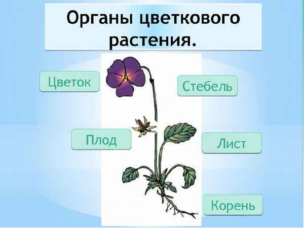 15 потрясающих растений, которые цветут ...