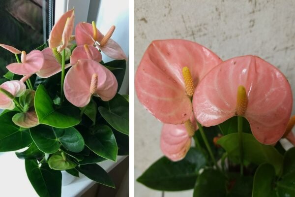 АНТУРИУМ Зизу / ANTHURIUM Zizoy d9 h35 ...