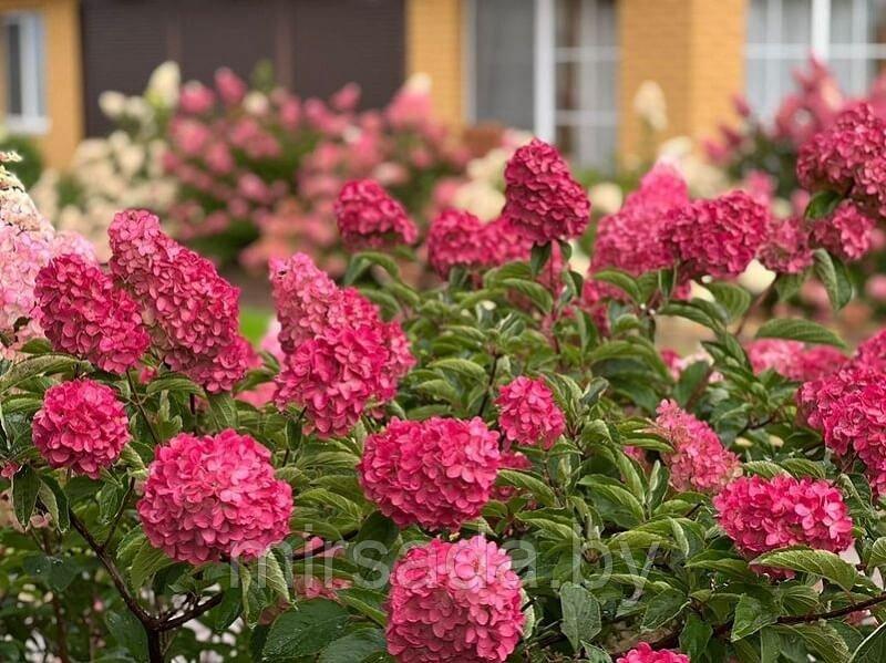 Hydrangea paniculata ...