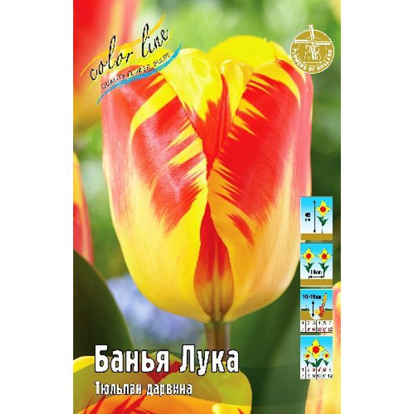 Тюльпан Банья Лука (Tulipa Banja Luka ...