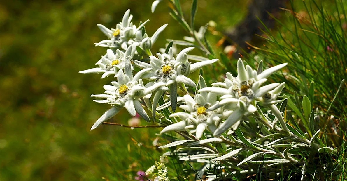 Эдельвейс альпийский (Leontopodium alpinum) — купить в ...