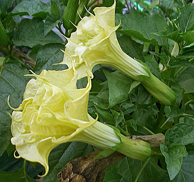 Datura stramonium L., Дурман ...