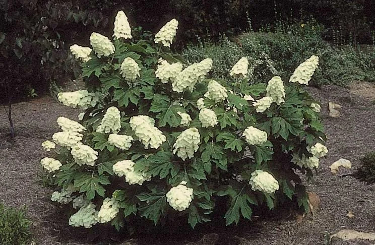 Hydrangea quercifolia «Snow Flake». Гортензия дуболистная ...