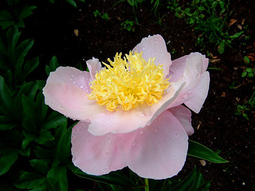 Paeonia (Lactiflora Grp) 'Marguerite Gérard'