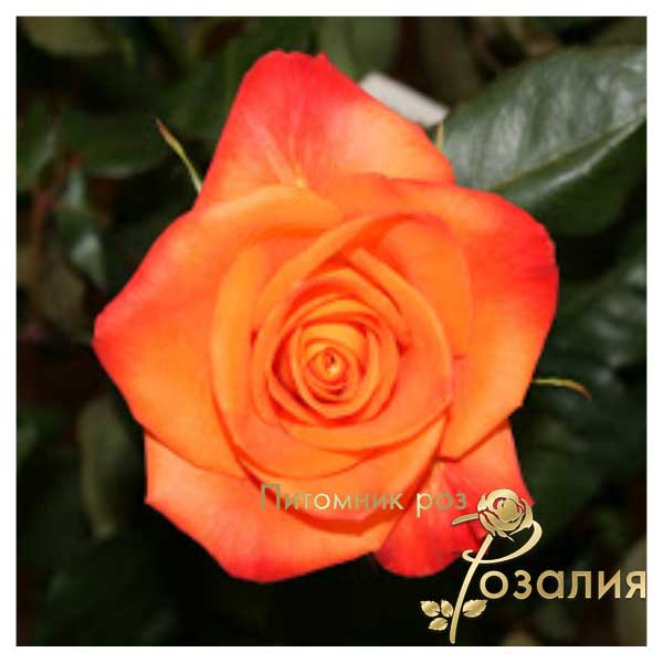 Coral Miracle™ Shrub Rose - Grown By Overdevest