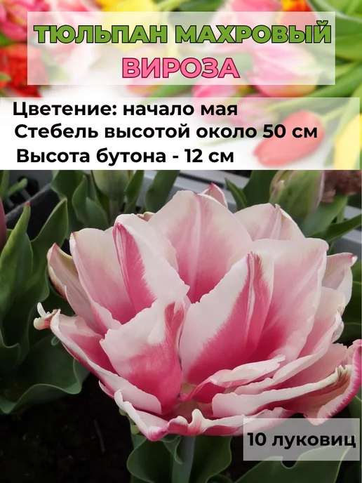 Купить тюльпан баллада (tulipa ballade ...