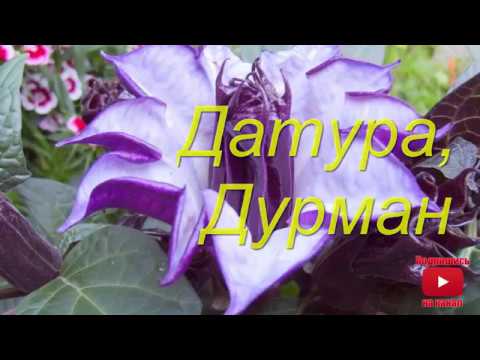 Дурман Балерина Микс (метельчатый) семена купить в Москве по ...