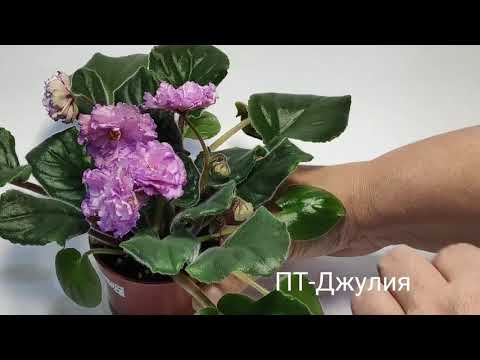 Фиалка ПТ Джулия (лист), в наличии ...