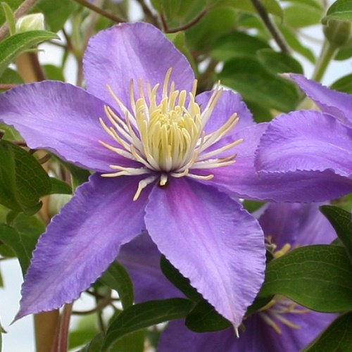 Клематис Джуста. (Clematis Justa) III группа ОКС купить в ...