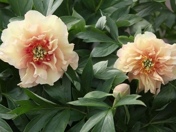 ITOH Peony Canary Brilliants - Garden Express