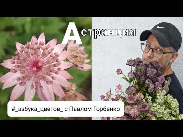 астранция крупная