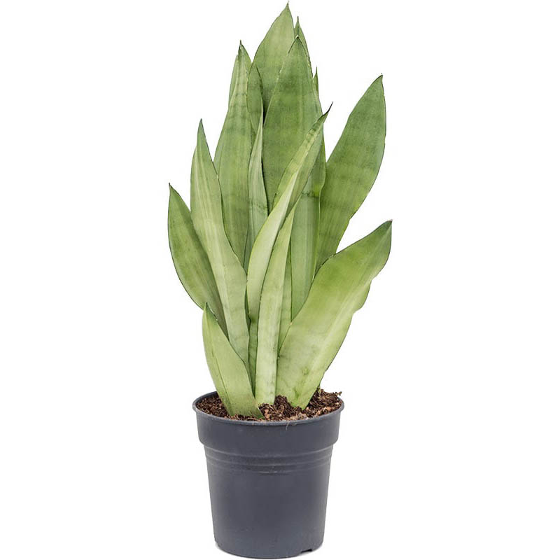 sansevieria Moonshine variegated ...