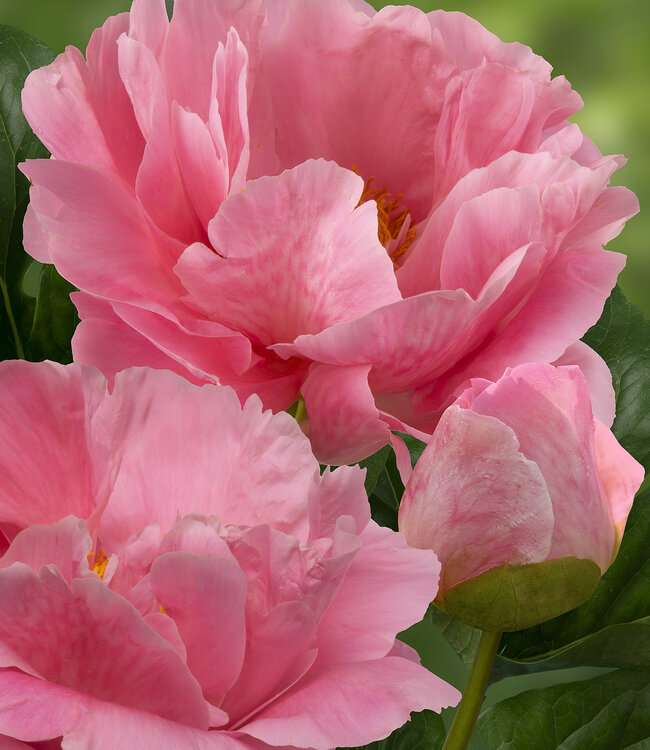 Peony I (牡丹图) — Art Seed Gallery