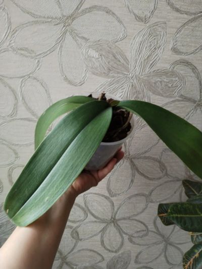 Phal. Sogo Vivien variegated купить