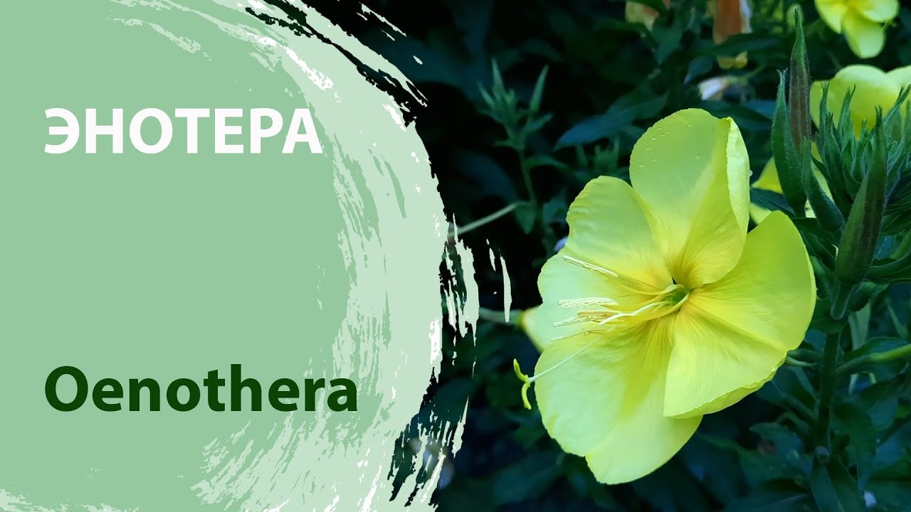 Энотера ночная свеча 🌹 oenothera flower #энотера ...