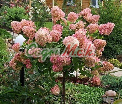 Hydrangea paniculata Tardiva ...