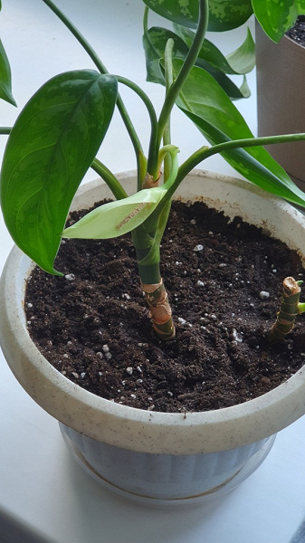 Aglaonema Treubii ...