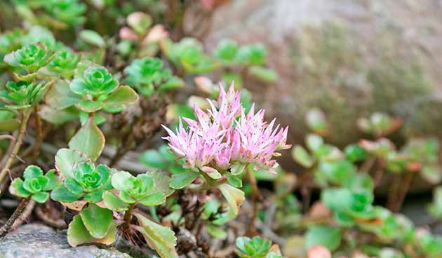 Купить Седум (очиток) ложный Розеум Sedum spurium Roseum - в ...