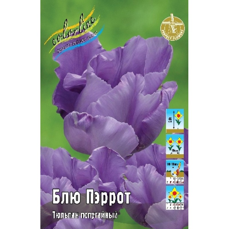 Тюльпан обыкновенный Блу Пэррот (blu-perrot) 🌿 обзор: как ...