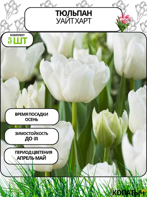 Тюльпан Катинка ( Tulip Katinka) 500 шт размер 12+