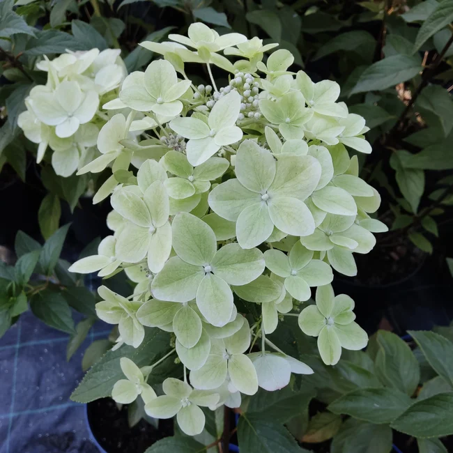 Гортензия метельчатая (Hydrangea paniculata `Pink Queen ...