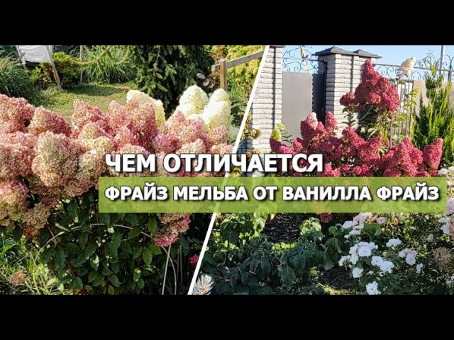 Гортензия Ванила Фрайз: описание сорта - YouTube