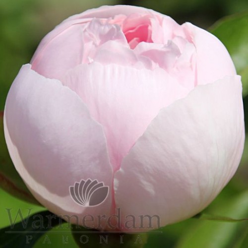 PEONY PINK VANGUARD 60cm | Wholesale Dutch Flowers & Florist ...