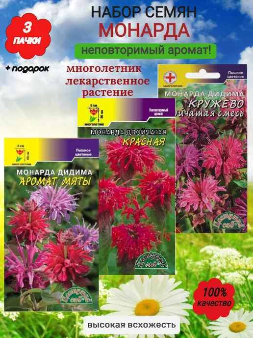 Монарда из семян, цветник с монардой — FloweryVale.ru